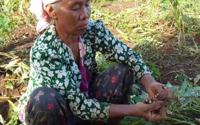 Panen Kacang Tanah dan Budaya Gotong Royong Kampung Nusantara